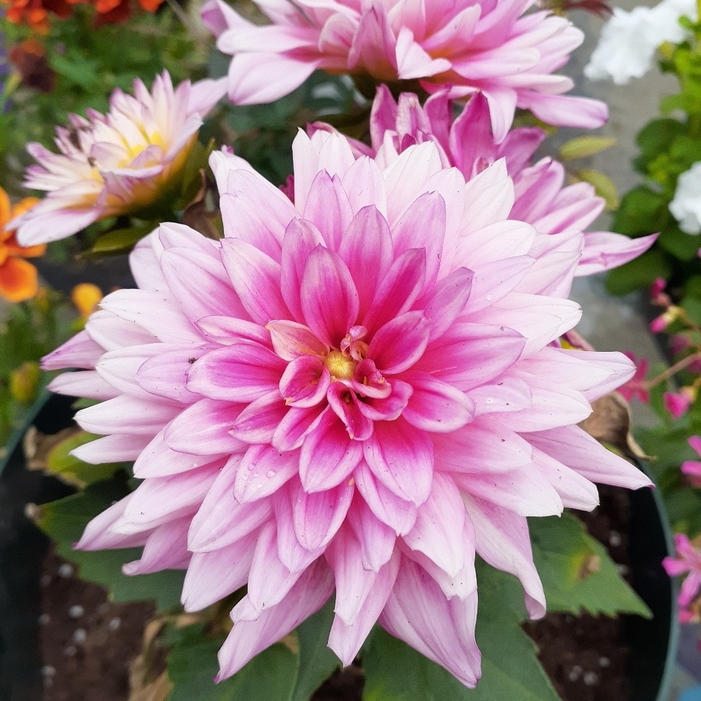 Meet your Posher, Carol